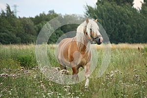 Beautiful palomino draught horse walking at the field