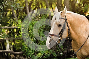 Beautiful palomino horse in bridle outdoors on sunny day. Space for text