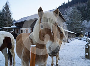a beautiful Palomino horse on a cold winter day in Bad Hindelang in Germany
