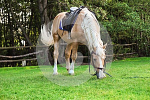 Beautiful palomino horse grazing on pasture