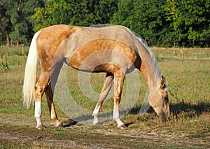 Beautiful palomino horse  on pasture