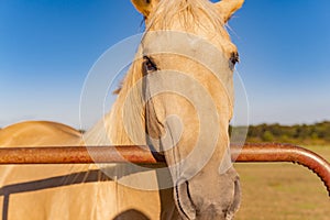 Beautiful Palomino Horse Portrait