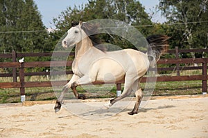 Beautiful palomino horse running