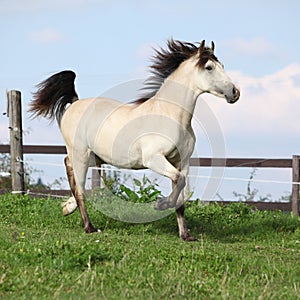 Beautiful palomino horse running