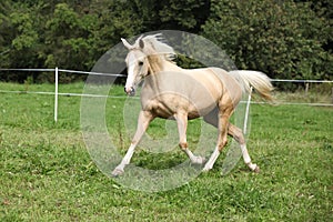 Beautiful palomino horse running on pasturage