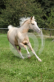 Beautiful palomino horse running on pasturage