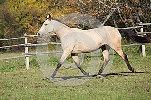 Beautiful palomino horse running on pasturage