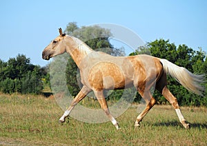 Beautiful palomino horse shows high-quality natural allure in freedom