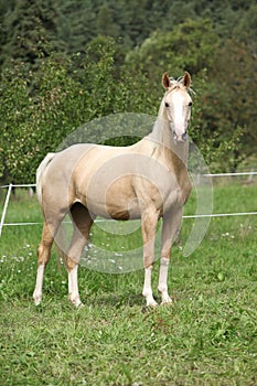 Beautiful palomino horse standing on pasturage