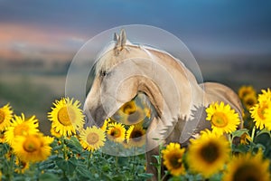 Cremello horse in sunflowers