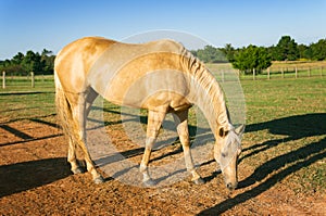 Beautiful Palomino Quarter Horse Grazing In Pen Pasture