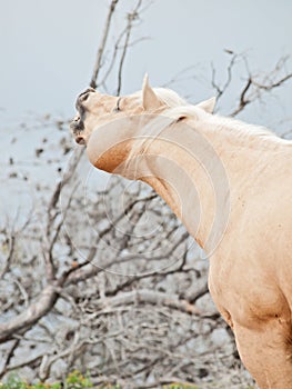 Beautiful palomino stallion of quarterhorse breed