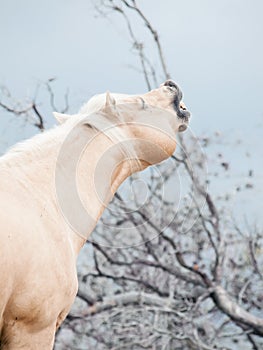 Beautiful palomino stallion of quarterhorse breed photo