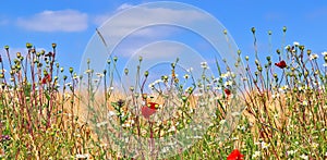 Beautiful panorama of agricultural crop and wheat fields on a sunny day in summer