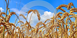 Beautiful panorama of agricultural crop and wheat fields on a sunny day in summer