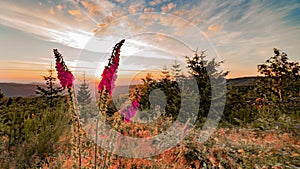 Beautiful panorama of blooming red foxgloves Digitalis purpurea from the evening sun at sunset in the Black Forest, Germany
