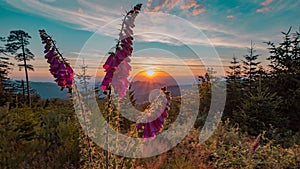 Beautiful panorama of blooming red foxgloves Digitalis purpurea from the evening sun at sunset in the Black Forest, Germany