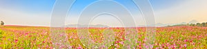 Beautiful Panorama of cosmos flowers field