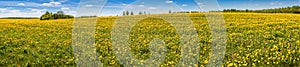 Beautiful panorama: the dandelion field and blue sky.