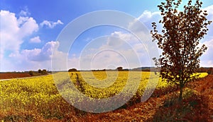 Beautiful panorama of a golden autmun landscape with trees and a blue sky