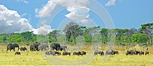 Beautiful panorama of a herd of elephants and wildebeest grazing on the african plains in Hwange National park, Zimbabwe