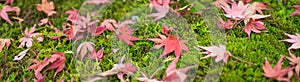 Beautiful panorama photo of red maple leaves falling on the moss carpet in autumn focusing central.