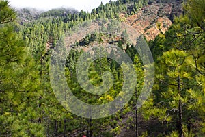 Beautiful panorama of pine forest with sunny summer day. Coniferous trees. Sustainable ecosystem. Tenerife, Teide