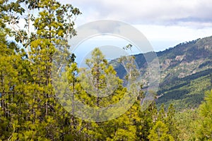 Beautiful panorama of pine forest with sunny summer day. Coniferous trees. Sustainable ecosystem. Tenerife, Teide