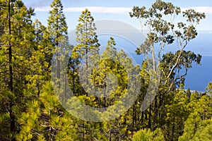 Beautiful panorama of pine forest with sunny summer day. Coniferous trees. Sustainable ecosystem. Tenerife, Teide