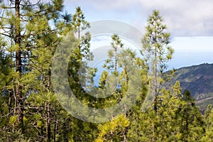 Beautiful panorama of pine forest with sunny summer day. Coniferous trees. Sustainable ecosystem. Tenerife, Teide