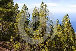 Beautiful panorama of pine forest with sunny summer day. Coniferous trees. Sustainable ecosystem. Tenerife, Teide