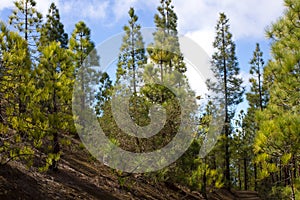 Beautiful panorama of pine forest with sunny summer day. Coniferous trees. Sustainable ecosystem. Tenerife, Teide