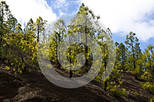 Beautiful panorama of pine forest with sunny summer day. Coniferous trees. Sustainable ecosystem. Tenerife, Teide