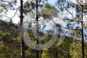 Beautiful panorama of pine forest with sunny summer day. Coniferous trees. Sustainable ecosystem. Tenerife, Teide