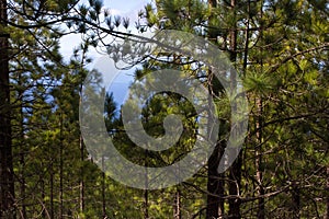 Beautiful panorama of pine forest with sunny summer day. Coniferous trees. Sustainable ecosystem. Tenerife, Teide