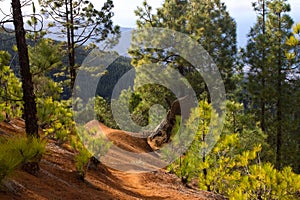 Beautiful panorama of pine forest with sunny summer day. Coniferous trees. Sustainable ecosystem. Tenerife, Teide