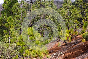 Beautiful panorama of pine forest with sunny summer day. Coniferous trees. Sustainable ecosystem. Tenerife, Teide