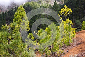 Beautiful panorama of pine forest with sunny summer day. Coniferous trees. Sustainable ecosystem. Tenerife, Teide