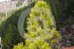 Beautiful panorama of pine forest with sunny summer day. Coniferous trees. Sustainable ecosystem. Tenerife, Teide