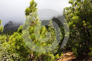 Beautiful panorama of pine forest with sunny summer day. Coniferous trees. Sustainable ecosystem. Tenerife, Teide