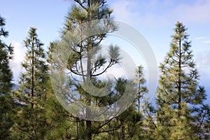 Beautiful panorama of pine forest with sunny summer day. Coniferous trees. Sustainable ecosystem. Tenerife, Teide