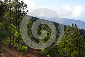 Beautiful panorama of pine forest with sunny summer day. Coniferous trees. Sustainable ecosystem. Tenerife, Teide