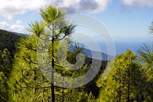 Beautiful panorama of pine forest with sunny summer day. Coniferous trees. Sustainable ecosystem. Tenerife, Teide