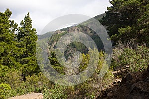 Beautiful panorama of pine forest with sunny summer day. Coniferous trees. Sustainable ecosystem. Tenerife, Teide