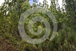 Beautiful panorama of pine forest with sunny summer day. Coniferous trees. Sustainable ecosystem. Tenerife, Teide