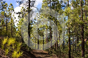 Beautiful panorama of pine forest with sunny summer day. Coniferous trees. Sustainable ecosystem. Tenerife, Teide