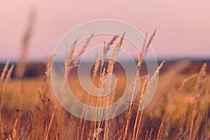 Beautiful panorama rural landscape with fog, sunrise and blossoming meadow