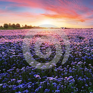 Beautiful panorama rural landscape with sunrise and blossoming meadow. purple flowers flowering on spring field, Phacelia