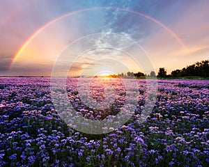 Beautiful panorama rural landscape with sunrise and blossoming meadow. purple flowers flowering on spring field, Phacelia