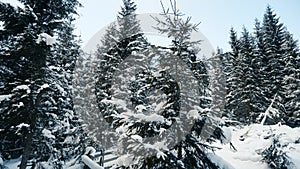 Beautiful panorama of snowy forest landscape in mountains with tall frozen fir trees covered by snow